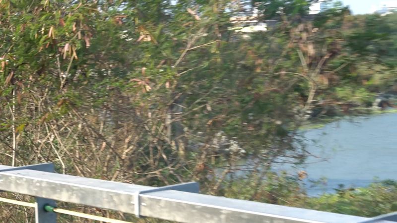 ▲銀合歡為外來種,具有排他性,但不宜一次性剷除。(圖/記者蘇榮泉攝,2020.12.07)