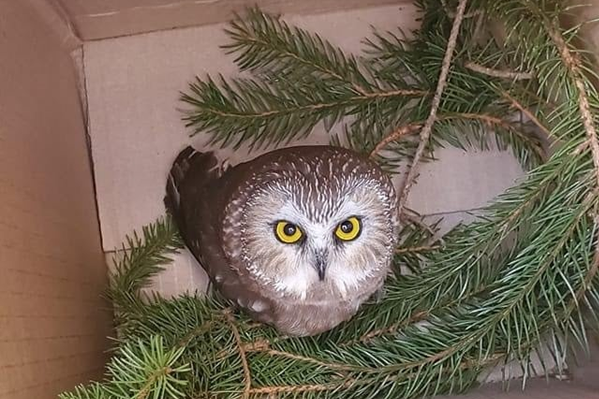 ▲一隻磨鋸貓頭鷹跟著聖誕樹，從森林來到紐約城市（圖／FB@Ravensbeard Wildlife Center ）
