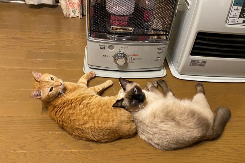 ▲冬天到了兩隻貓爽佔暖爐前「搖滾區」取暖！（圖／Twitter@Oa1Un）