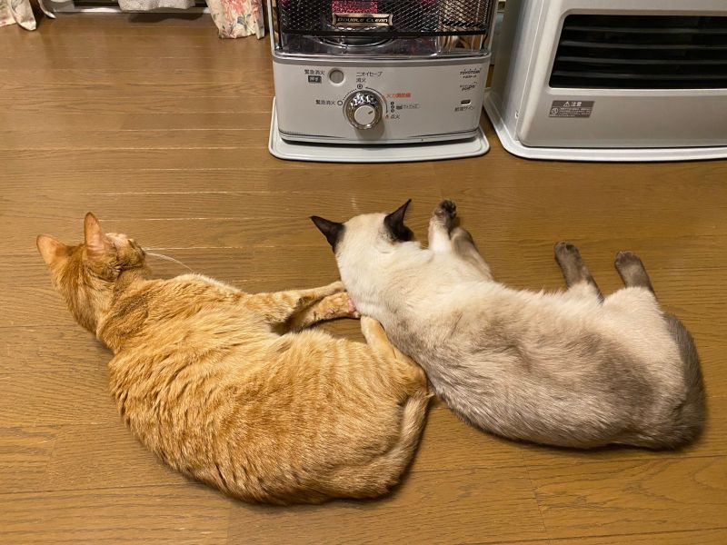▲天氣變冷！日本推主家兩隻貓躺在暖爐前不走（圖／Twitter@Oa1Un）
