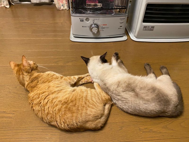 ▲天氣變冷!日本推主家兩隻貓躺在暖爐前不走(圖/Twitter@Oa1Un)