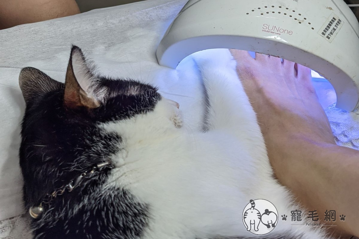 ▲網友做光療時遇到店貓「一起美甲」（圖／網友吳小珍授權提供）