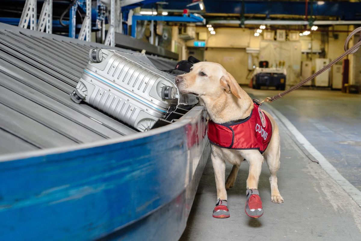 ▲桃園機場公司發表 2021 年機場「微笑服務」桌曆，首度邀請機場各服務單位入境，就連可愛的緝毒犬也成為主角之一。（圖／桃園機場公司）