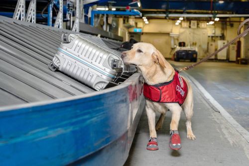 ▲緝毒犬都是狗狗界中的菁英，但也會有出現失誤的時候。（示意圖／桃園機場公司）