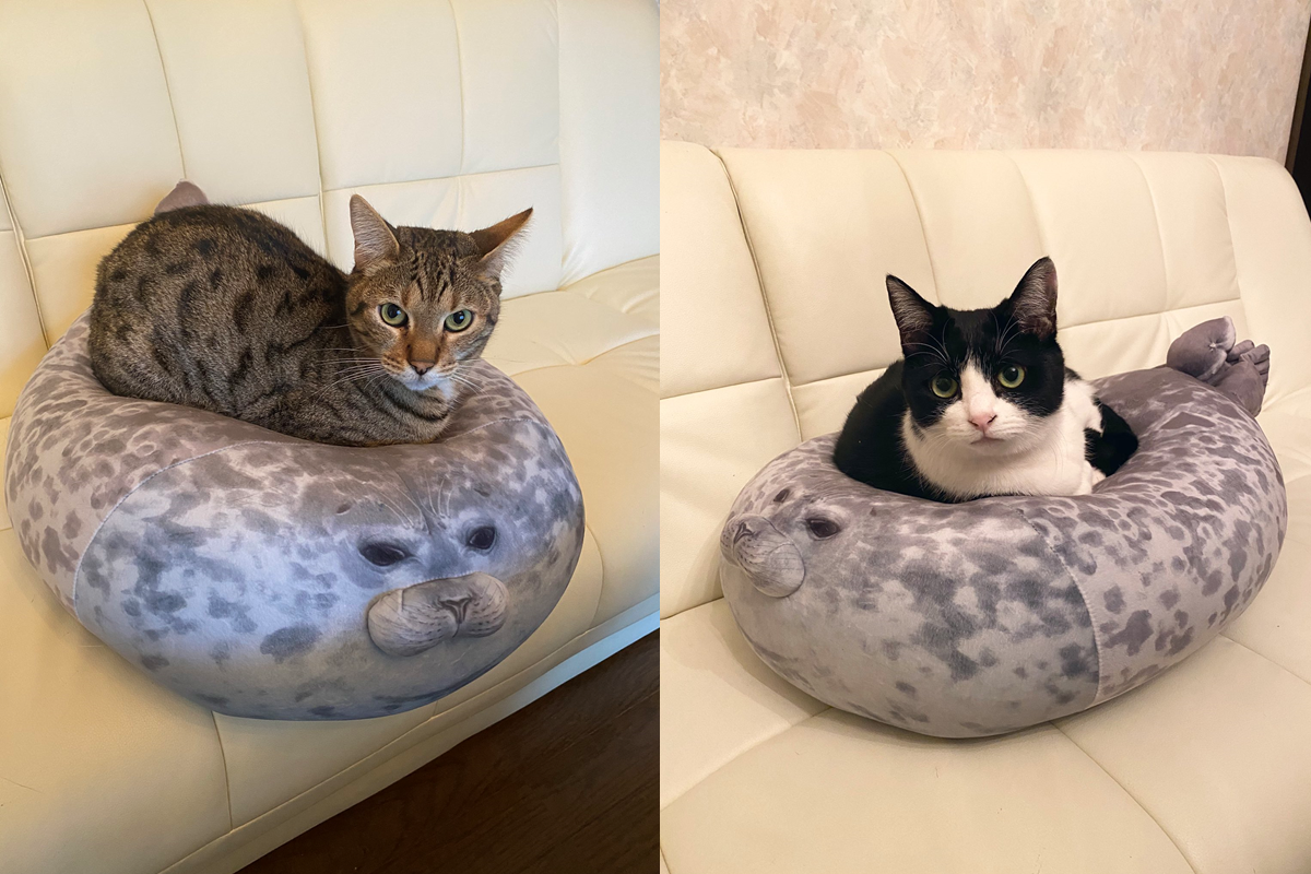 ▲「海豹抱枕」受到喵皇的喜愛，連番搶坐竟不小心坐扁了！（圖／Twitter@mrmpdl）