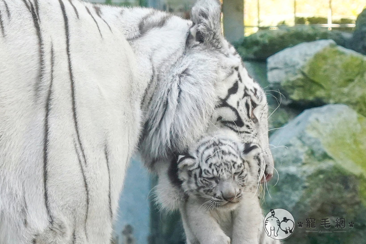 ▲盡責地白老虎媽媽，小虎寶一離開視線就馬上叼回來！（圖／Twitter@rikunow授權）