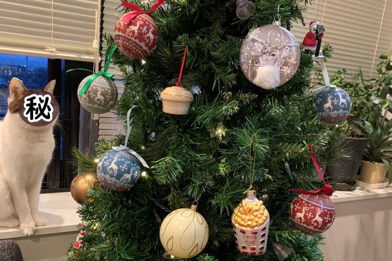 ▲日本一名推主家裡架起聖誕樹，卻看到貓主子盯著聖誕樹出神！（圖／Twitter@TomokoDoe）