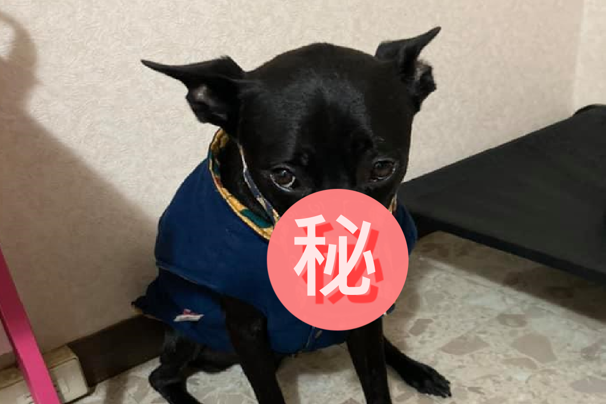 ▲回家驚見呆萌黑汪「解鎖」杯套新用途！（圖／Facebook＠陳豆皮Dopey授權提供）