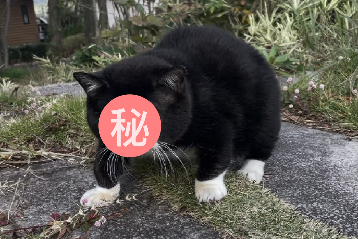 ▲「厭世貓貓」垂眼看世界，無論何時都像在瞪人！（圖／Twitter＠montanonichijo）