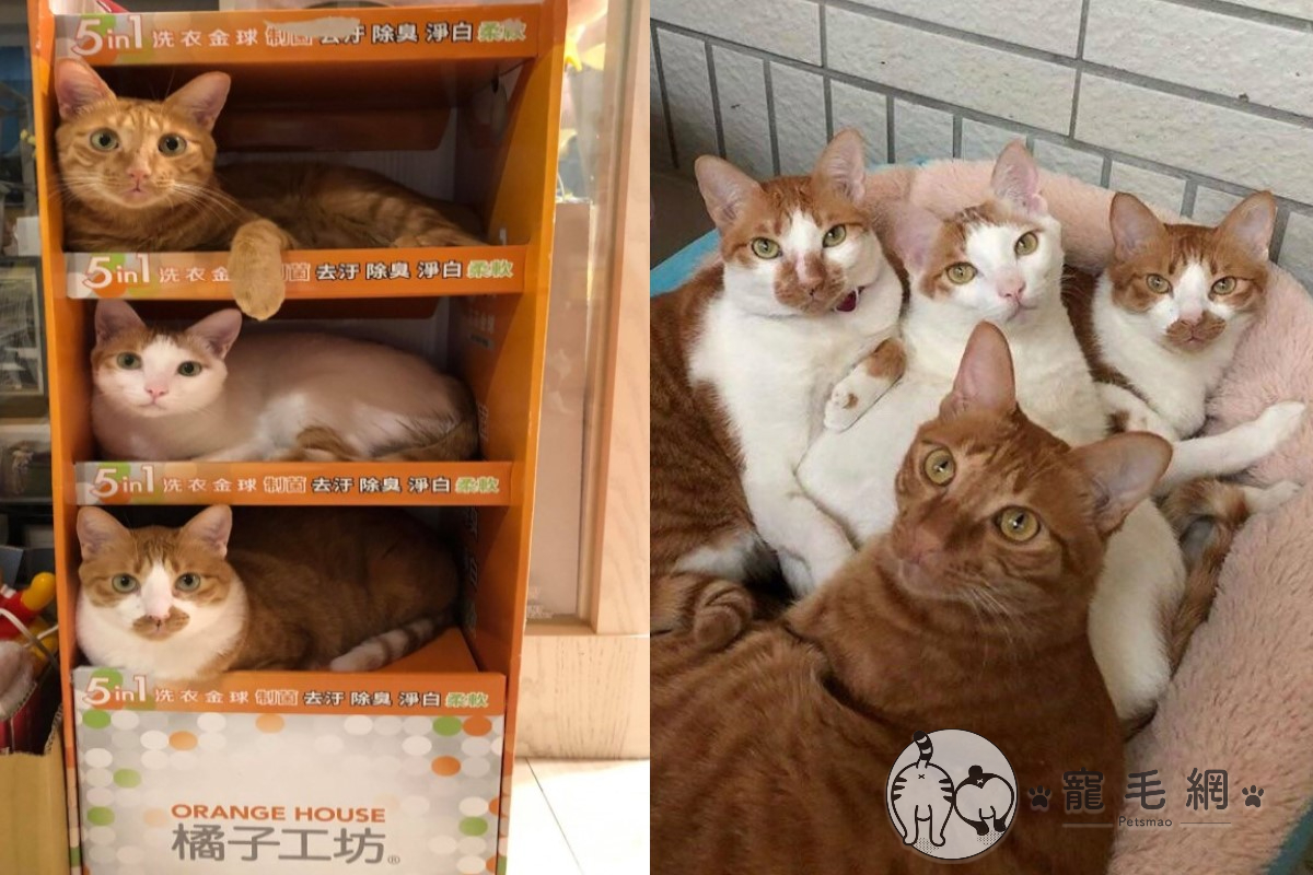 ▲網友日前從大買場搬了一廢棄的展示架回家，剛好成為「橘子工坊」（圖／網友程小姐授權提供）