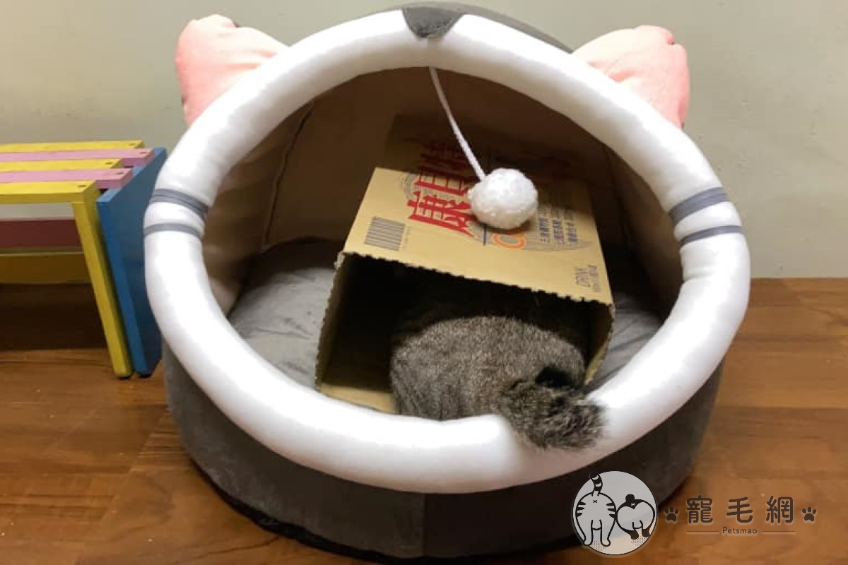 ▲網友突發奇想將紙箱放進新買的貓窩，果然成功誘拐貓咪「入住」（圖／網友白木授權提供）
