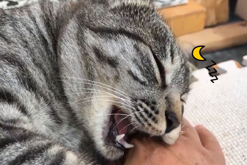 貓貓「制裁人類」一半突關機睡著　網笑：手痛痛～
