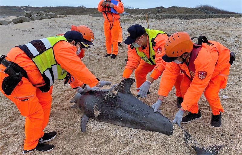 澎湖西嶼合界海邊　發現一擱淺死亡瓶鼻海豚
