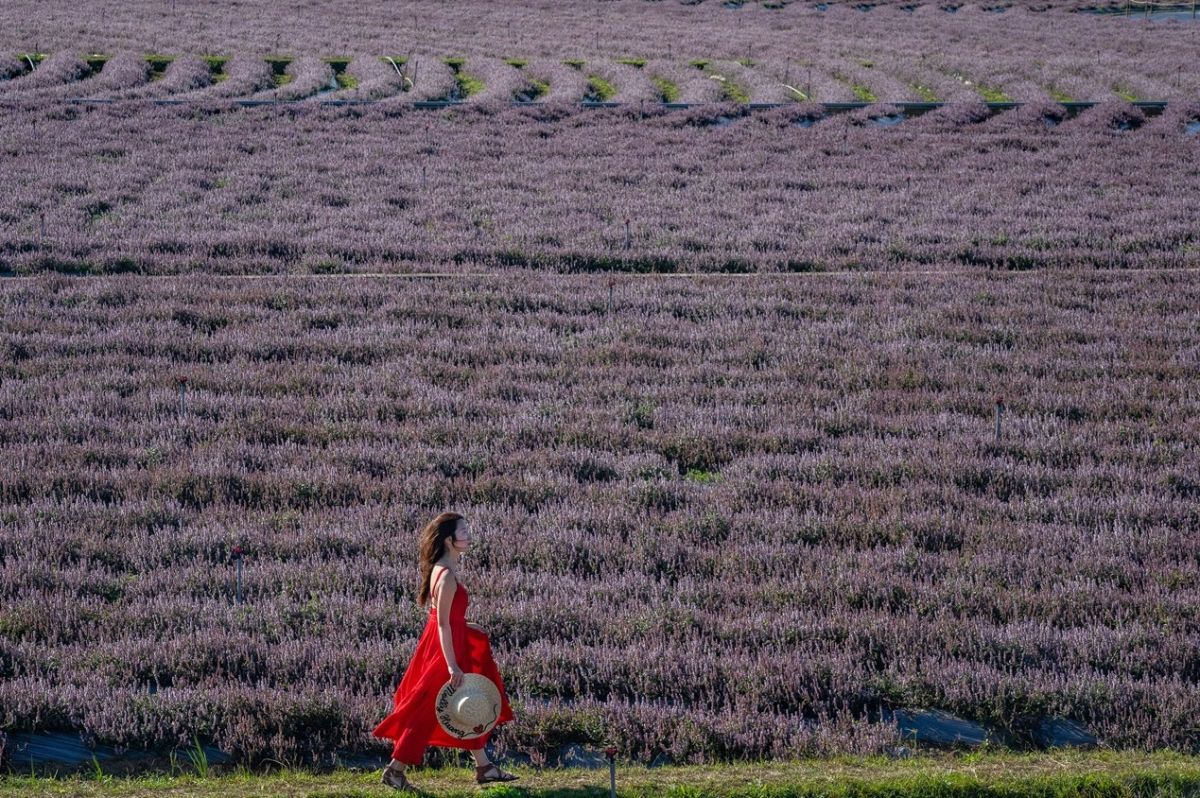 ▲桃園仙草花節，最浪漫的輕旅行。（圖／資料照片）