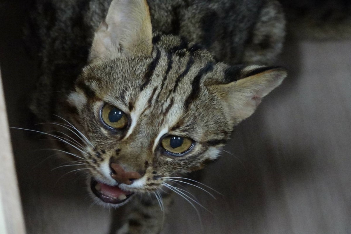 ▲上個月從台北市立動物園逃脫的石虎「飛飛」，昨天終於回家了（圖／Taipei Zoo 臺北市立動物園授權提供）