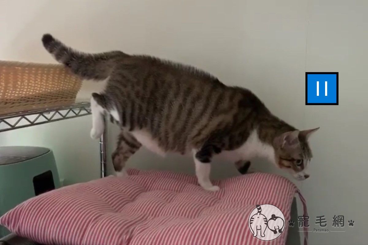 ▲網友家的白底虎斑貓「娜娜」日前聽到音樂竟然「定格」（圖／粉專娜娜啾一個cats授權提供）