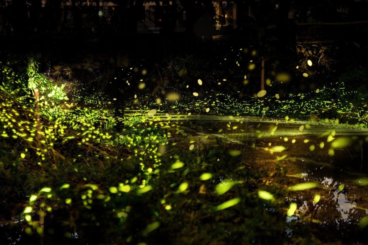 ▲台中電廠堅守對環境永續的自我要求，近年來成為黃緣螢翩翩飛舞的新生樂園。（圖／資料照片）