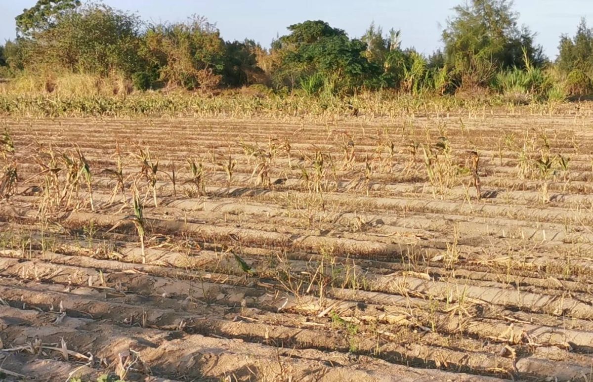 ▲金門久旱不雨，縣府積極向中央爭取1.2億助地區水資源開發與農塘浚深。(圖/記者蔡若喬攝)