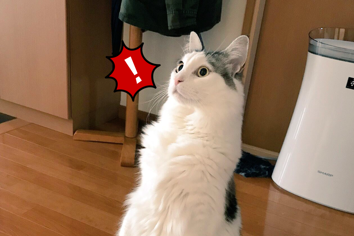 ▲當家裡出現陌生人，日本一隻萌貓突然驚得站起來！（圖／Twitter@pen_yw）