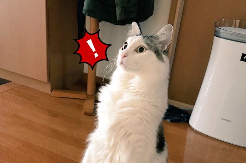 ▲當家裡出現陌生人，日本一隻萌貓突然驚得站起來！（圖／Twitter@pen_yw）