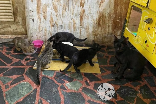 ▲原來是一隻黑貓媽媽帶著3隻小黑貓與2隻小虎斑住在這裡，台主相當好心，每天都會來這裡餵食（圖／網友洪小雷、Xiao