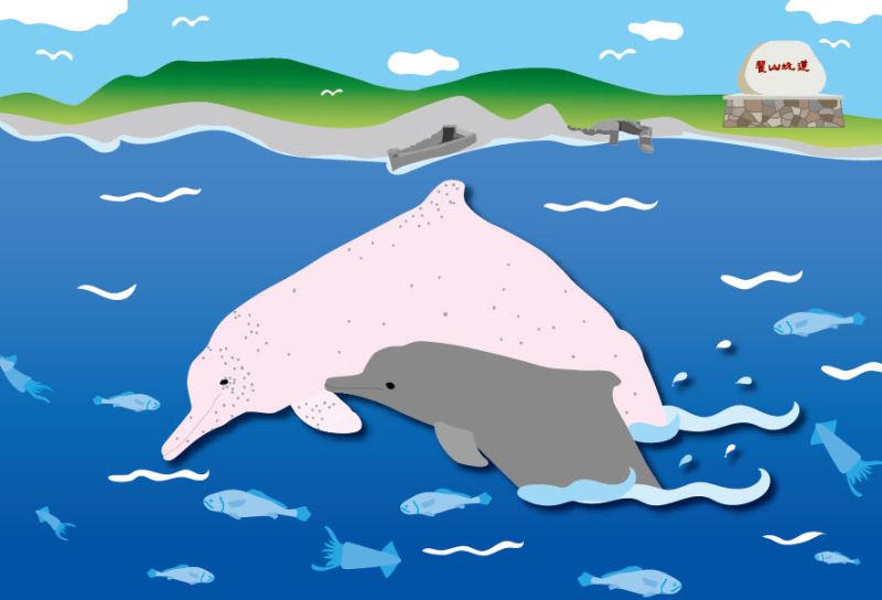 ▲金門水產試驗所公開徵募金門海域中華白海豚目擊紀錄，提供照片、影片者有獎金。(圖/金門水試所提供)