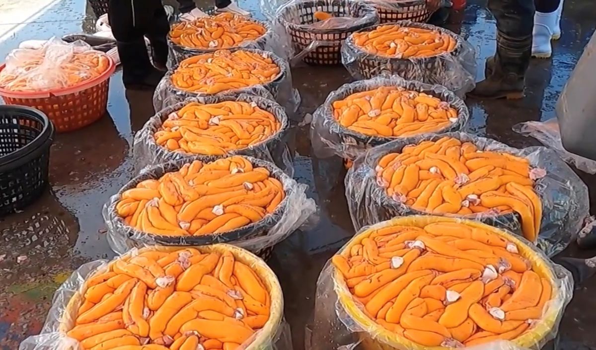 ▲烏魚進入冬季盛產期。（圖／記者蘇榮泉攝，2020.12.11）