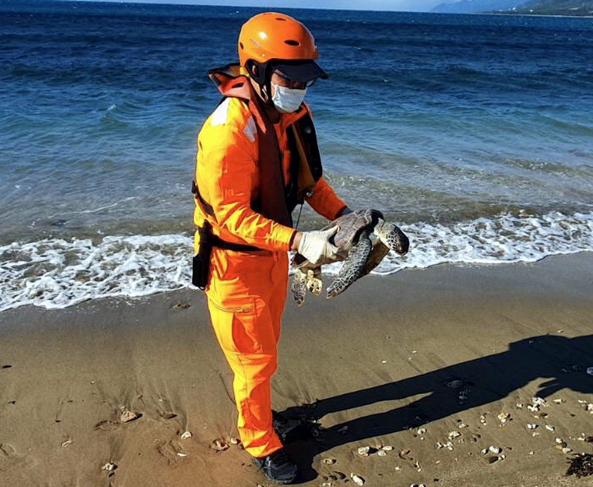 ▲海巡署第八巡防區指揮部昨(12)日陸續接獲民眾通報，於恆春山海南堤外側海域有一隻海龜遭漁網困住。（圖／記者黃正忠翻攝, 2020.12.13）