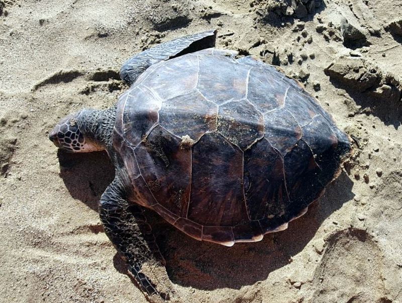 ▲另於車城海口南堤沙灘發現一隻死亡海龜。（圖／記者黃正忠翻攝,