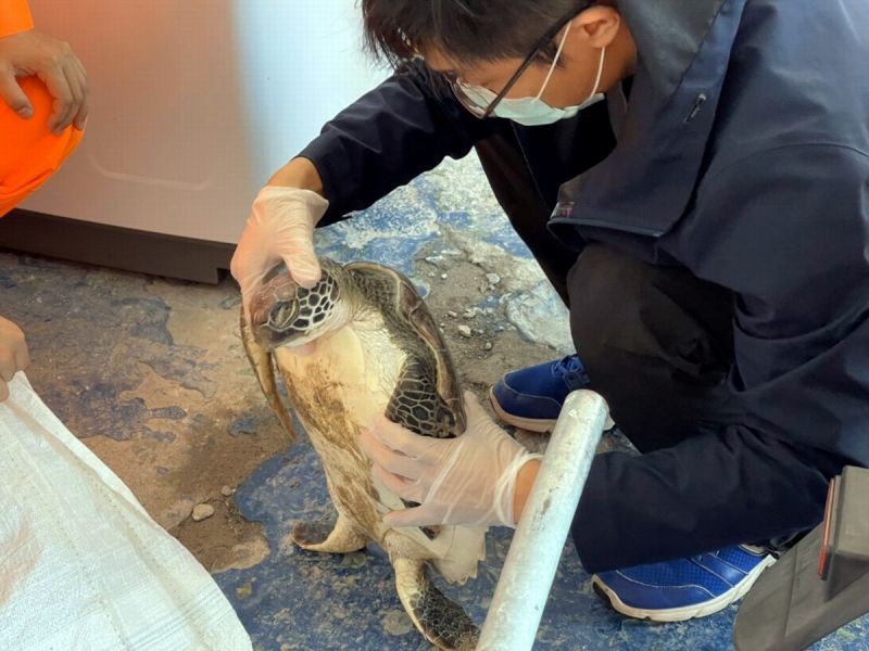 ▲測量海龜背甲體長分別為第1隻:長46公分、寬38公分屬玳瑁海龜,第2隻:長52公分、寬39公分屬綠蠵龜,經海生館將玳瑁海龜帶回安置檢查確認已無生命跡象。(圖/記者黃正忠翻攝,
