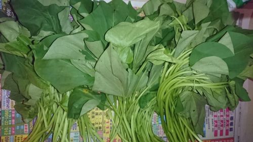 地瓜葉不是從地瓜長出的！農糧署：在家也能種　無限增殖方法曝光
