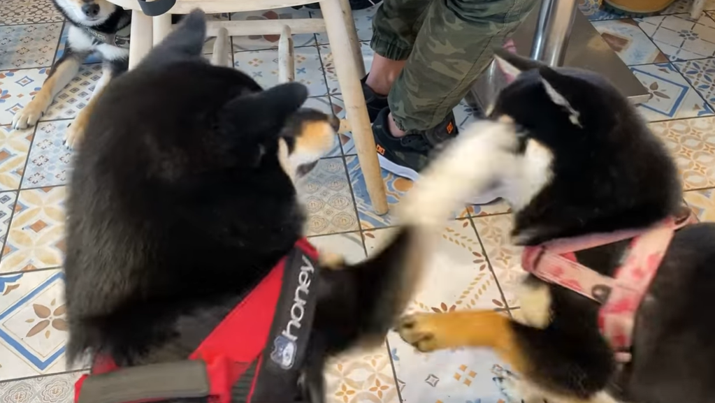 ▲朋友手癢一直打，黑柴妹「勸阻不成」一巴掌直接打過去！（Facebook＠柴柴韓森＆哈妮一家生活日常）