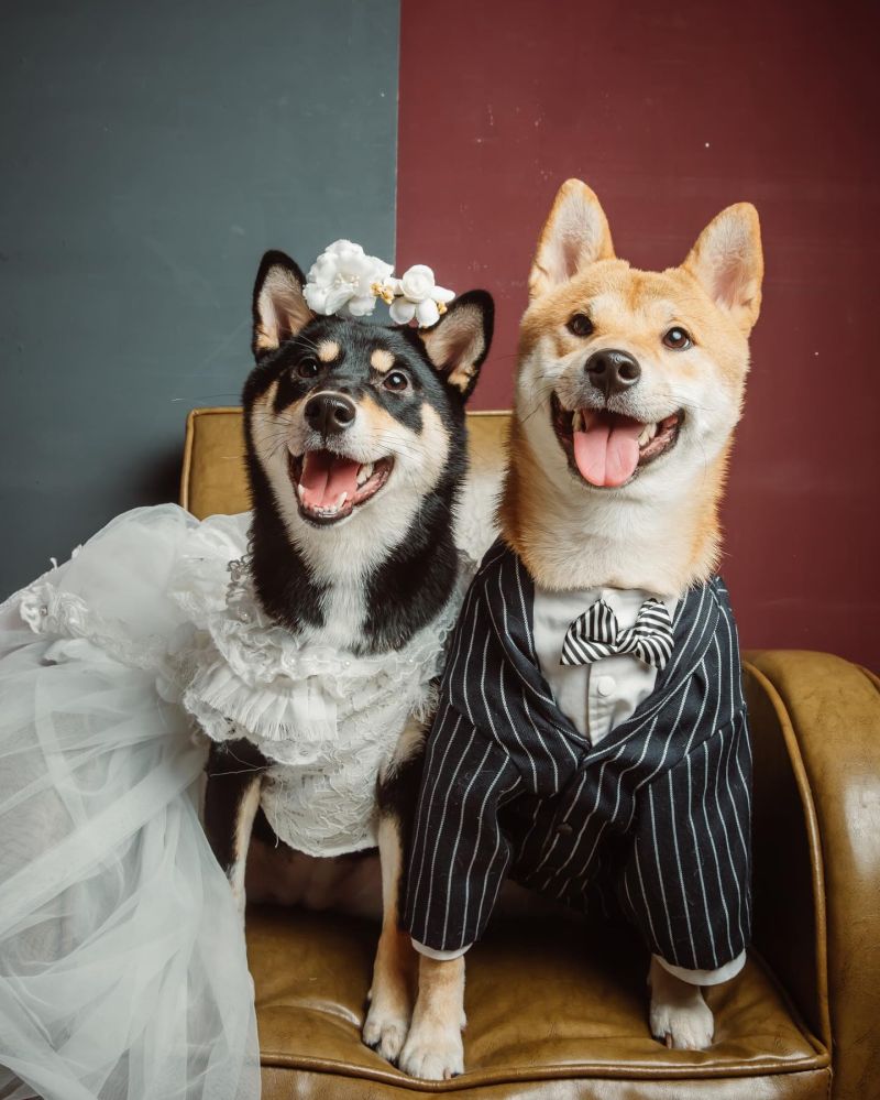 ▲哈妮:耶一!跟哥哥結婚是偶的夢想(誤)起爭議的就是中間的麻糬和右邊的哈妮!(Facebook@柴柴韓森&哈妮一家生活日常授權提供)