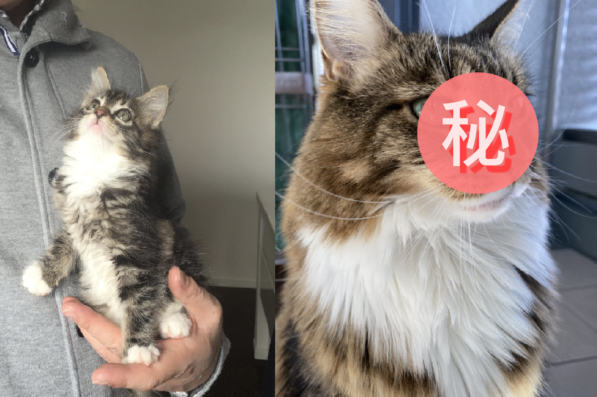 ▲小屁喵長大不知不覺就成了「碧眼大美貓」！（圖／Twitter＠CatApartment）