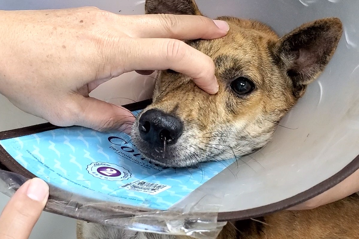 ▲獲救浪浪狂打噴嚏、甩頭流鼻血，竟是鼻腔卡一隻大水蛭！（圖／台灣動物緊急救援小組）