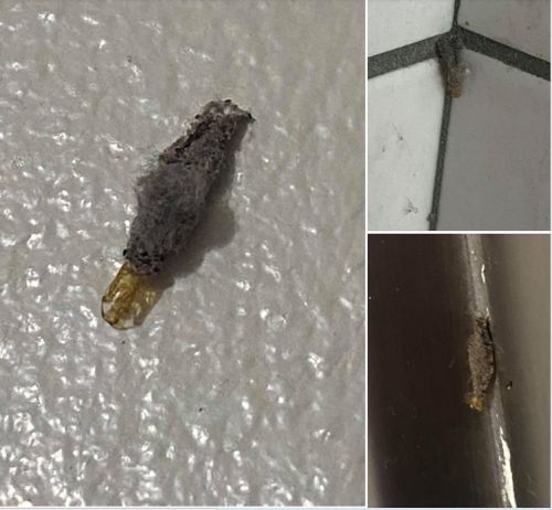 ▲衣蛾幼蟲會藏在瓜子型的絲袋中，靠吃含有角蛋白的物品維生。（圖／翻攝自臉書社團《爆系知識家》）