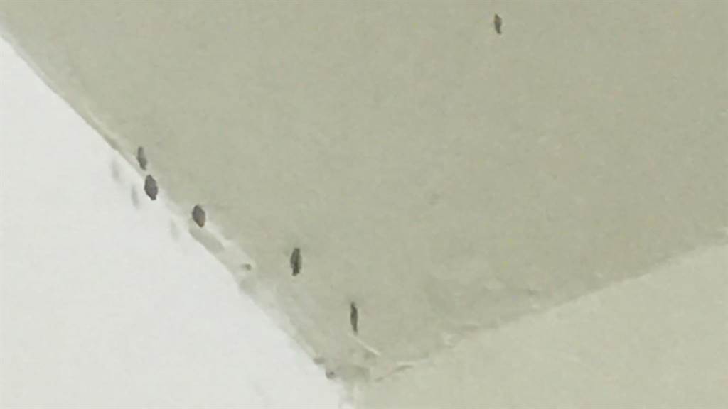 ▲近日有網友表示，家裡天花板突然出現「長條岩石狀的蟲」，讓他毛骨悚然又一頭霧水，便發文求解，而內行一看立刻解答，直呼「不處理會越來越多。」（圖／翻攝自臉書社團《爆系知識家》）