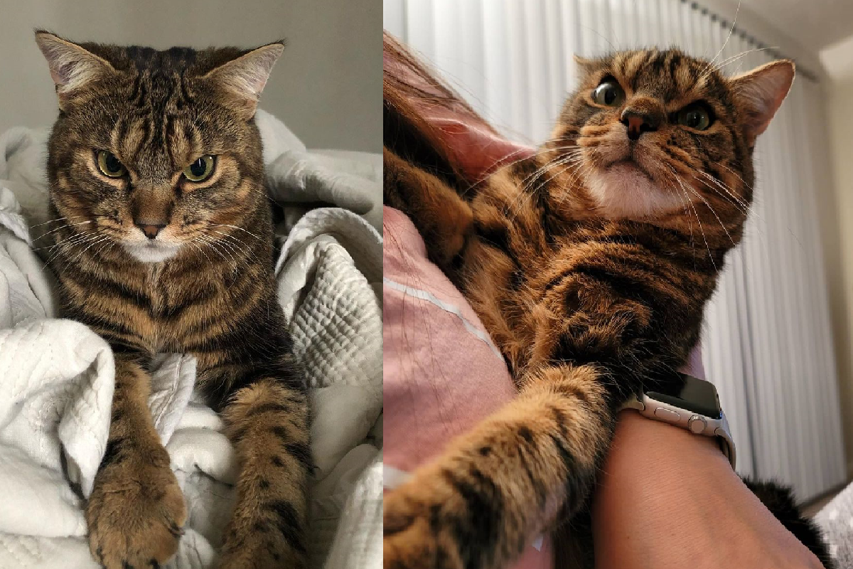 ▲浪貓天生一副「反派臉」，二十四小時看起來都在生氣！（圖／Instagram＠gigglestheangrycat）