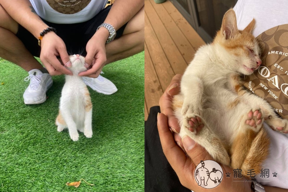 ▲網友與先生日前帶狗狗到咖啡廳時，遇見一隻親人的小浪橘對先生「投懷送抱」（圖／粉專德國狼犬x咨咨與貓咪的生活授權提供）