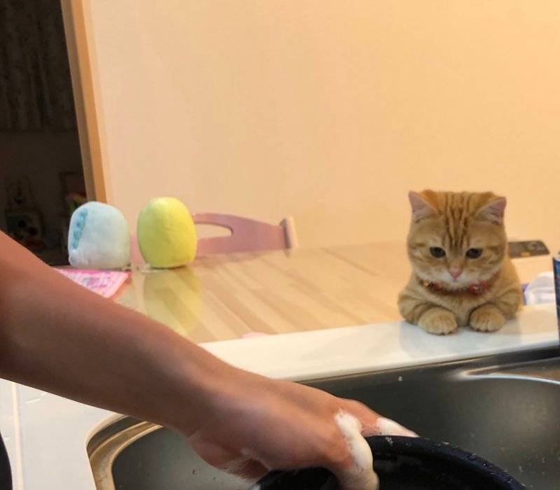 ▲5月時小橘貓開始監督洗碗（圖／Twitter@puuuutttyo）