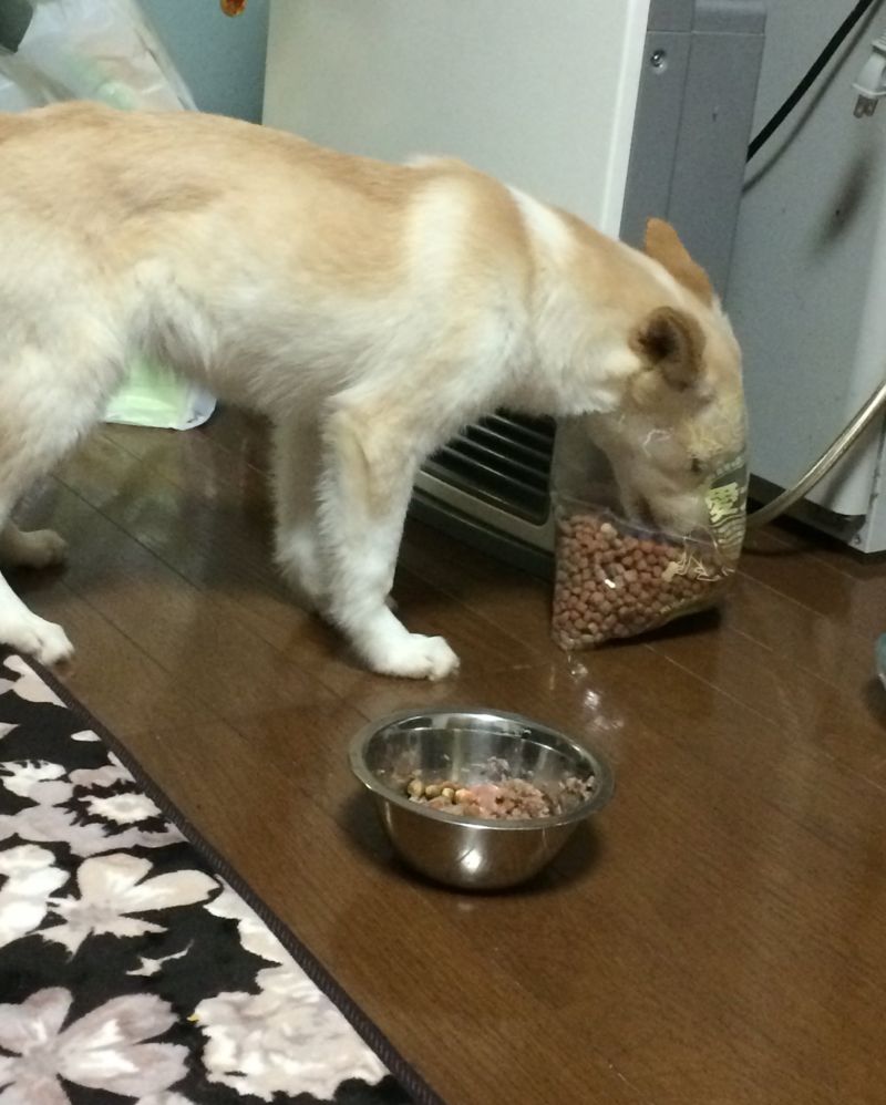 ▲明明碗就在旁邊,反而一頭塞飼料袋吃把費!(圖/Twitter@malon_inu)