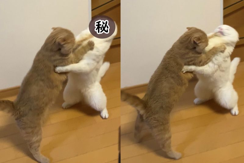 ▲日本網友家的貓一言不合打起來，主人看到很驚訝貓咪變成奇怪的形狀（圖／Twitter@s_sekko）