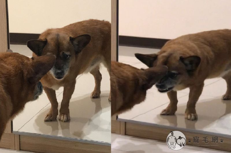 ▲狗狗對鏡子裡的自己「齜牙怒吼」，以為有別隻狗入侵家裡！（圖／Instagram＠ho_moo7720授權提供）