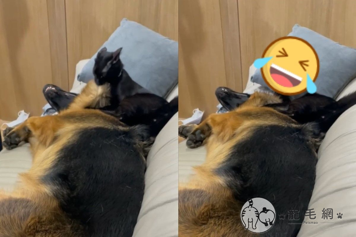 ▲黑貓與狼犬在打鬧時，不小心將牠「拔毛」了！（圖／網友Hsiang Yu Chan授權提供）