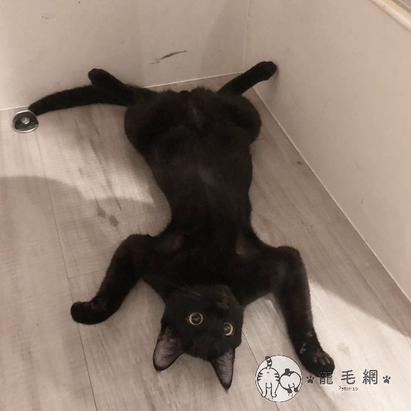 ▲茂谷:不爽嗎?來咬我啊!(圖/IG@yaogsd_mogucat_tw)