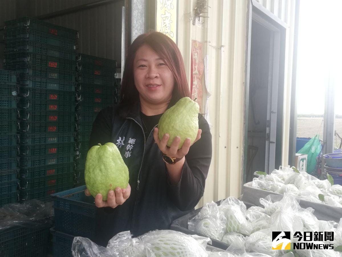 ▲珍珠帝王芭樂果形佔優勢，拿起拍照都快比臉大。（圖/記者邱嘉琪攝，2020.12.16）