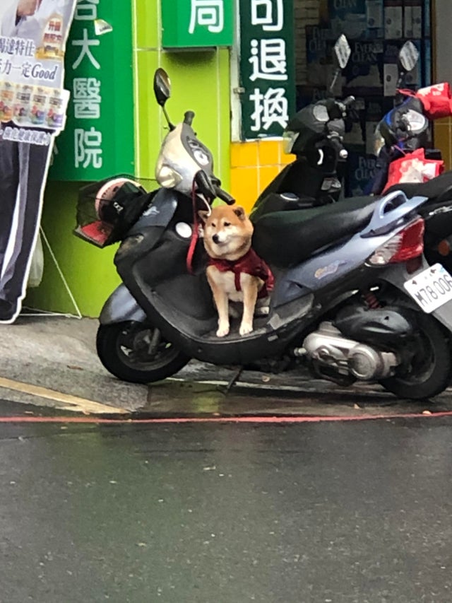 ▲一張「柴犬坐機車」的照片讓外國網友開始討論柴犬什麼開始在台灣「氾濫」。（圖／取自@u/Aceidel/Reddit）