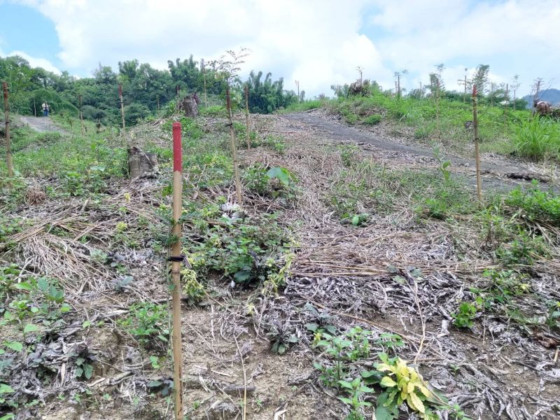 ▲Yahoo奇摩與林務局嘉義林區管理處合作認養造林地，在台南市玉井區種植2000棵小樹苗。（圖／Yahoo奇摩提供）