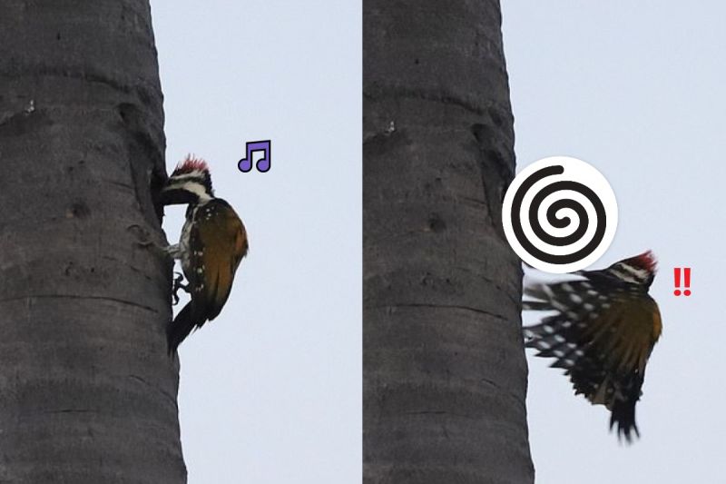 ▲一隻啄木鳥在敲樹幹時，驚擾了樹洞裡的松鼠（圖／Ravi Raj）