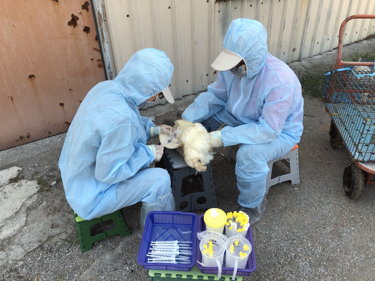 ▲時值禽流感好發季節，近期國際間高病原性禽流感疫情頻傳，屏東縣動防所呼籲，養禽業者注意溫度的變化及禽舍保溫措施及通風，降低家禽緊迫，以免禽隻受寒而感染疾病並監測採樣。（圖／屏東縣動物防疫所提供, 2020.12.17）